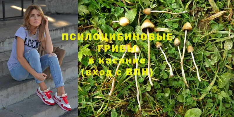 закладки  Бронницы  Псилоцибиновые грибы Magic Shrooms 